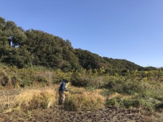 神戸市西区EAsT135今年最後の稲刈り